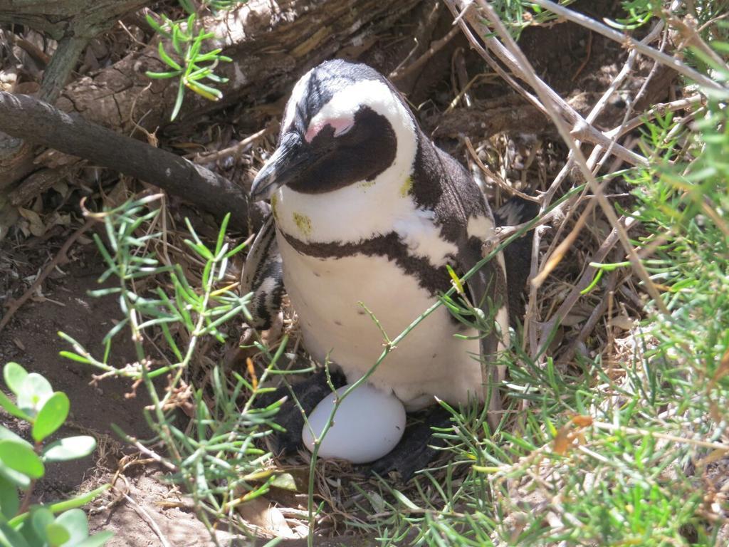 Penguins View Guesthouse Simonʼs Town Eksteriør bilde